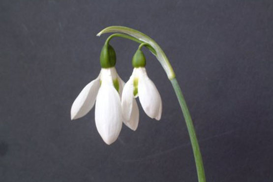 Pests affecting Snowdrops
